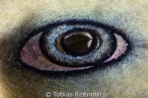 Giant Keyhole Limpet, NRAD, San Diego by Tobias Reitmayr 